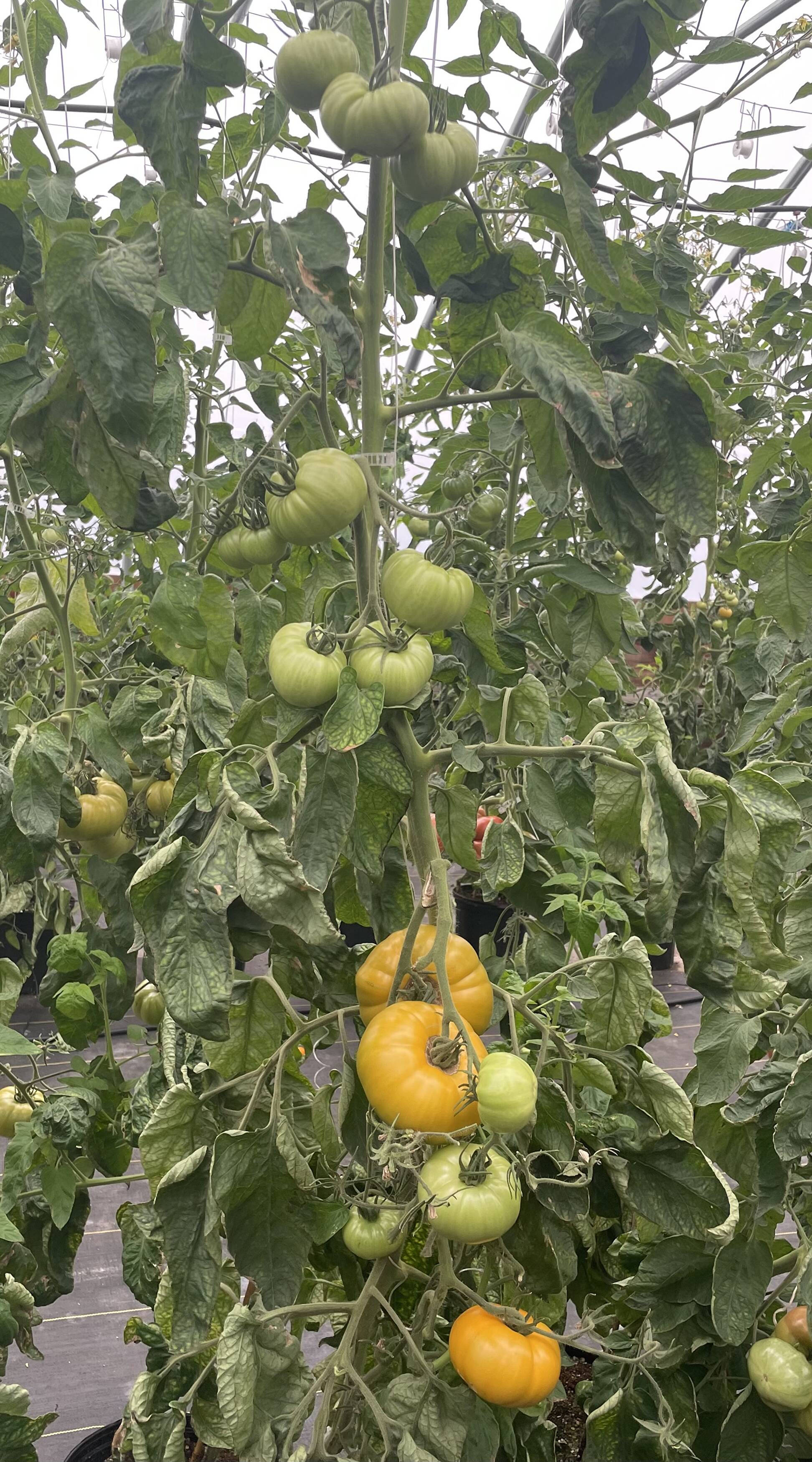 MidValley Tomato Fort | Mid Valley Greenhouse