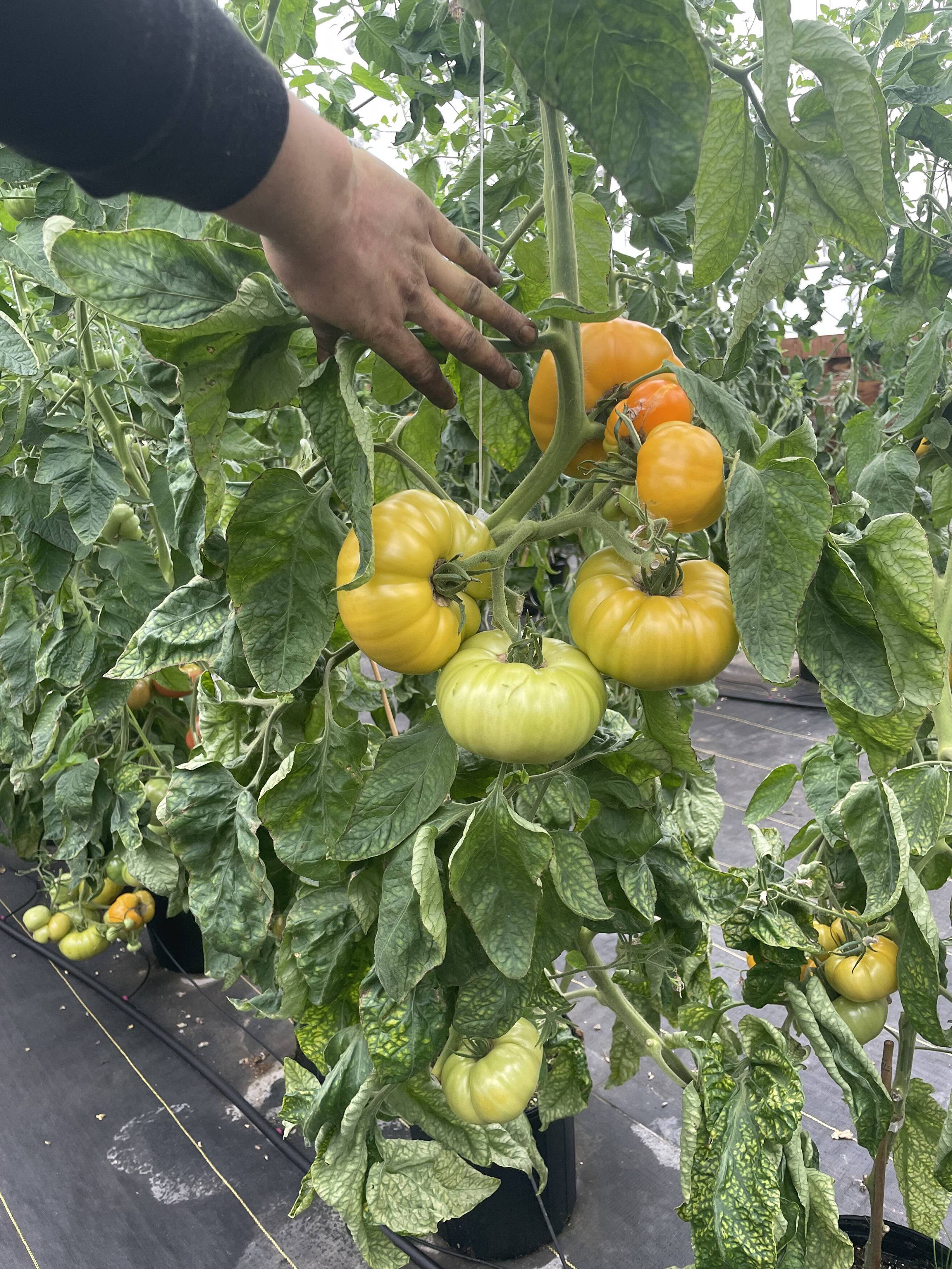 MidValley Tomato Fort | Mid Valley Greenhouse