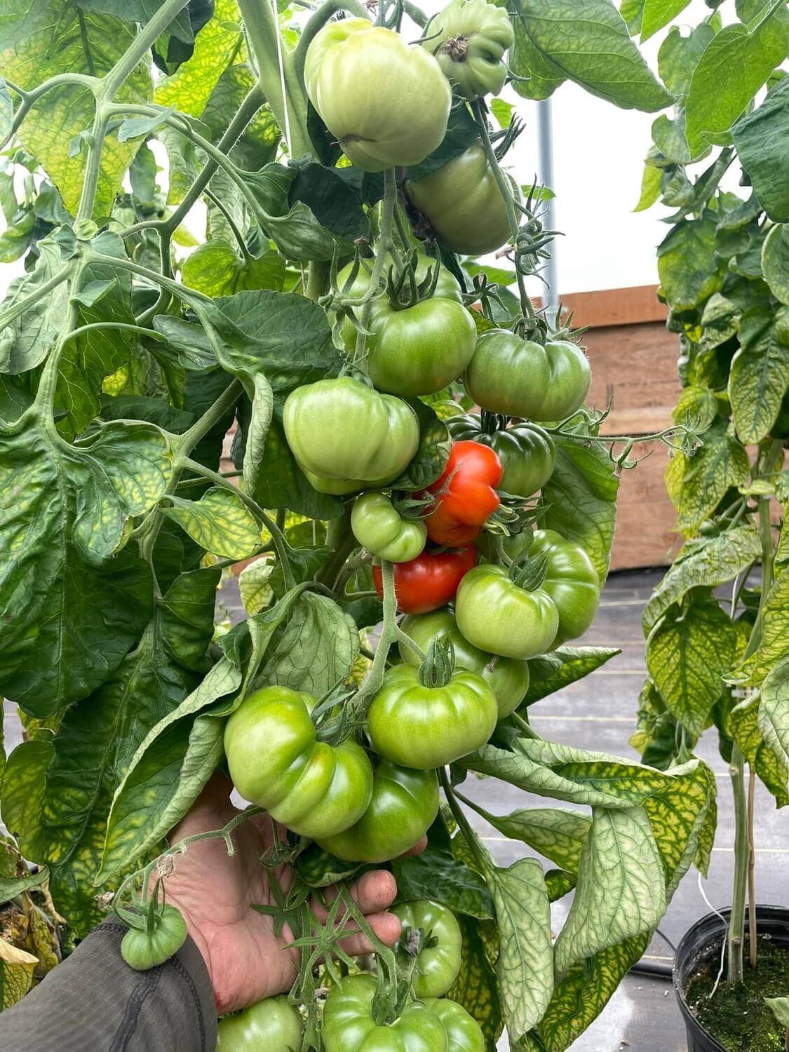 MidValley Tomato Fort | Mid Valley Greenhouse