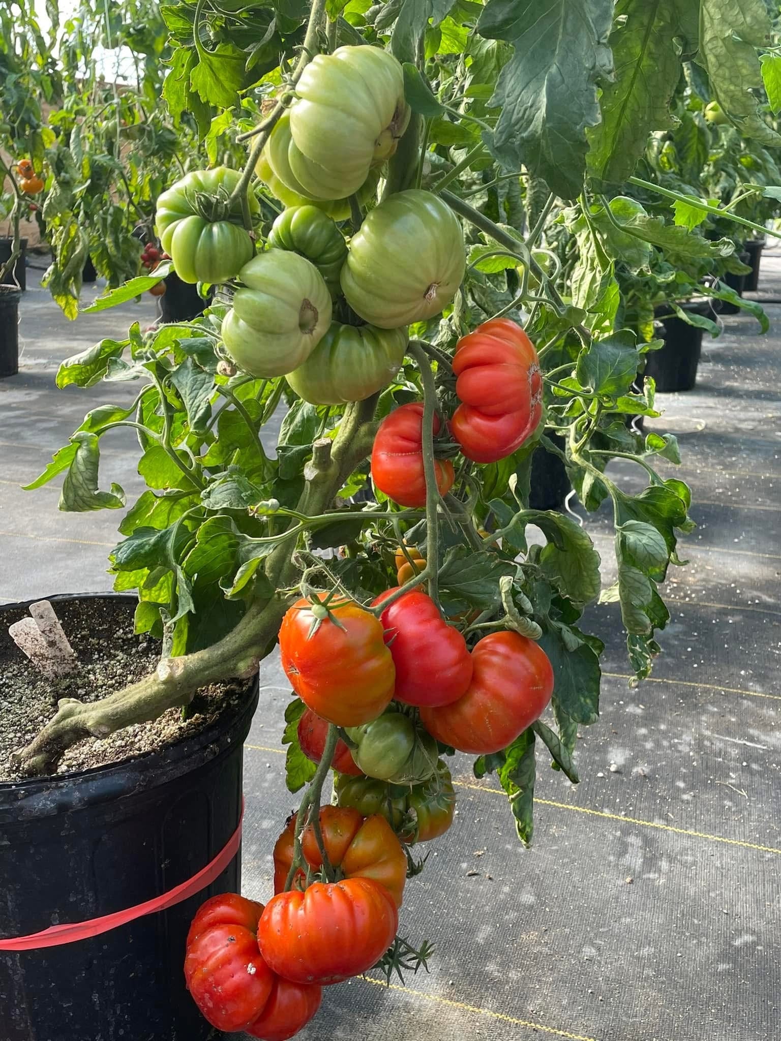 MidValley Tomato Fort | Mid Valley Greenhouse